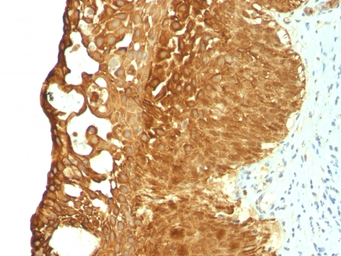 Anti-Cytokeratin 19 antibody [KRT19/799] used in IHC (Paraffin sections) (IHC-P). GTX34650