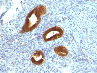 Anti-Cytokeratin 19 antibody [KRT19/799] used in IHC (Paraffin sections) (IHC-P). GTX34650