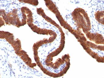 Anti-Cytokeratin 19 antibody [KRT19/799] used in IHC (Paraffin sections) (IHC-P). GTX34650