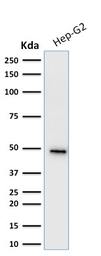 Anti-Cytokeratin 19 antibody [KRT19/799] used in Western Blot (WB). GTX34650