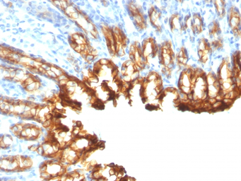 Anti-Cytokeratin 19 antibody [KRT19/800] used in IHC (Paraffin sections) (IHC-P). GTX34651