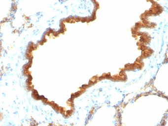 Anti-Cytokeratin 19 antibody [KRT19/800] used in IHC (Paraffin sections) (IHC-P). GTX34651