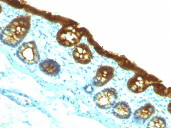 Anti-Cytokeratin 19 antibody [KRT19/800] used in IHC (Paraffin sections) (IHC-P). GTX34651