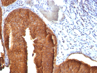 Anti-Cytokeratin 19 antibody [KRT19/800] used in IHC (Paraffin sections) (IHC-P). GTX34651