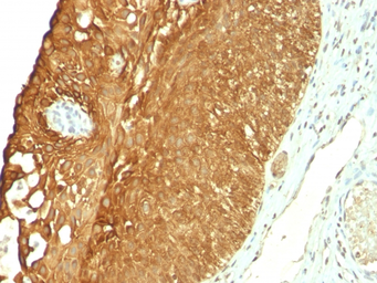Anti-Cytokeratin 19 antibody [KRT19/800] used in IHC (Paraffin sections) (IHC-P). GTX34651