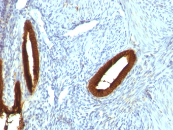 Anti-Cytokeratin 19 antibody [KRT19/800] used in IHC (Paraffin sections) (IHC-P). GTX34651