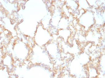 Anti-Cytokeratin 7 antibody [KRT7/1198] used in IHC (Paraffin sections) (IHC-P). GTX34660