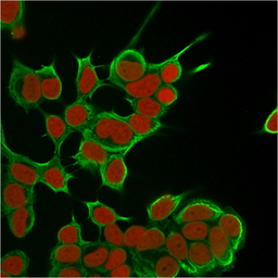 Anti-Cytokeratin 8 antibody [SPM538] used in Immunocytochemistry/ Immunofluorescence (ICC/IF). GTX34665
