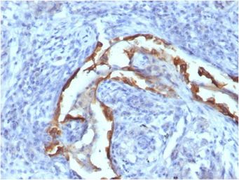Anti-Cytokeratin 8 antibody [SPM538] used in IHC (Paraffin sections) (IHC-P). GTX34665