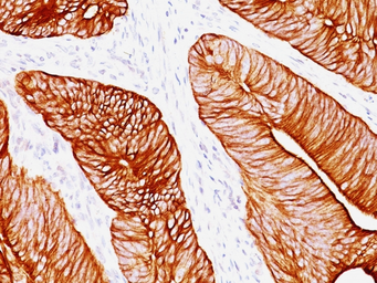 Anti-Cytokeratin 8 antibody [K8.8] used in IHC (Paraffin sections) (IHC-P). GTX34670