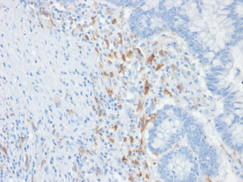 Anti-DC-SIGN antibody [C209/1781] used in IHC (Paraffin sections) (IHC-P). GTX34673