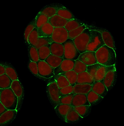 Anti-E-Cadherin antibody [SPM381] used in Immunocytochemistry/ Immunofluorescence (ICC/IF). GTX34681