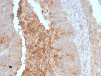 Anti-ECM1 antibody [ECM1/792] used in IHC (Paraffin sections) (IHC-P). GTX34684
