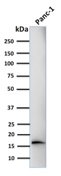 Anti-Elastase 3B antibody [CELA3B/1218] used in Western Blot (WB). GTX34685