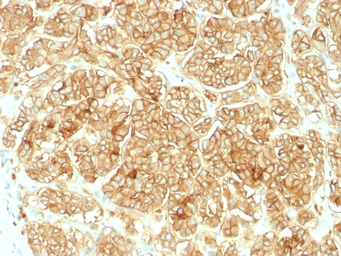 Anti-EpCAM antibody used in IHC (Paraffin sections) (IHC-P). GTX34690