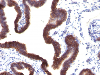Anti-EpCAM antibody [EGP40/1120] used in IHC (Paraffin sections) (IHC-P). GTX34692