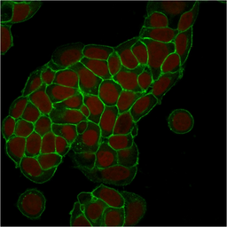 Anti-EpCAM antibody [EGP40/1373] used in Immunocytochemistry/ Immunofluorescence (ICC/IF). GTX34695