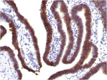 Anti-EpCAM antibody [EGP40/1373] used in IHC (Paraffin sections) (IHC-P). GTX34695