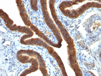 Anti-EpCAM antibody [EGP40/837] used in IHC (Paraffin sections) (IHC-P). GTX34705