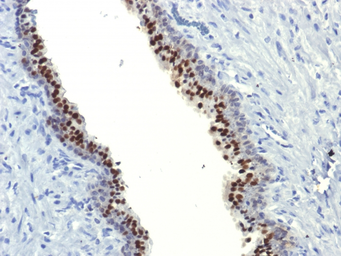 Anti-FOXA1 antibody [FOXA1/1514] used in IHC (Paraffin sections) (IHC-P). GTX34737