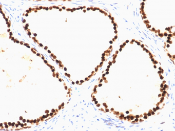 Anti-FOXA1 antibody [FOXA1/1515] used in IHC (Paraffin sections) (IHC-P). GTX34738