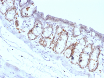 Anti-FOXA1 antibody [FOXA1/1518] used in IHC (Paraffin sections) (IHC-P). GTX34739