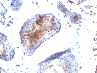 Anti-FOXP3 antibody [FXP3/197] used in IHC (Paraffin sections) (IHC-P). GTX34741