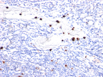 Anti-G-CSF antibody [CSF3/900] used in IHC (Paraffin sections) (IHC-P). GTX34754