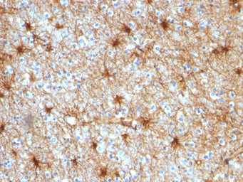 Anti-GFAP antibody [GA-5] used in IHC (Paraffin sections) (IHC-P). GTX34759