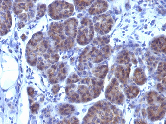 Anti-GLG1 antibody [GLG1/970] used in IHC (Paraffin sections) (IHC-P). GTX34761