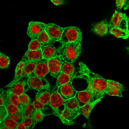 Anti-Glypican-3 antibody [rGPC3/863] used in Immunocytochemistry/ Immunofluorescence (ICC/IF). GTX34764