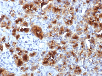 Anti-GP2 antibody [GP2/1712] used in IHC (Paraffin sections) (IHC-P). GTX34766