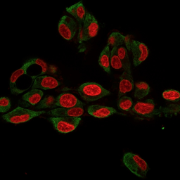 Anti-GRP94 antibody [9G10.F8.2] used in Immunocytochemistry/ Immunofluorescence (ICC/IF). GTX34771