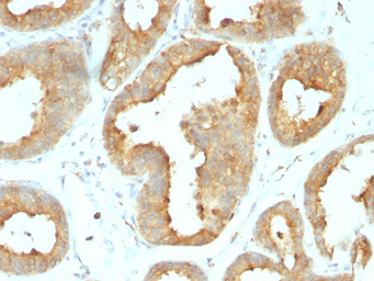 Anti-GRP94 antibody [9G10.F8.2] used in IHC (Paraffin sections) (IHC-P). GTX34771