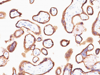 Anti-hCG alpha antibody [HCGa/53] used in IHC (Paraffin sections) (IHC-P). GTX34774