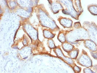 Anti-hCG alpha antibody [SPM552] used in IHC (Paraffin sections) (IHC-P). GTX34775