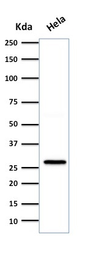 Anti-HSP27 antibody [SPM252] used in Western Blot (WB). GTX34782