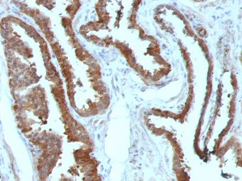 Anti-HSP27 antibody [HSPB1/774] used in IHC (Paraffin sections) (IHC-P). GTX34783