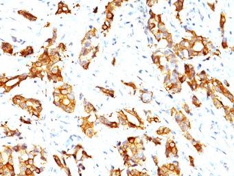 Anti-HSP27 antibody [HSPB1/774] used in IHC (Paraffin sections) (IHC-P). GTX34783