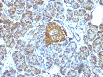 Anti-HSP60 antibody [LK1] used in IHC (Paraffin sections) (IHC-P). GTX34785
