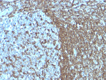 Anti-ICAM3 antibody [SPM505] used in IHC (Paraffin sections) (IHC-P). GTX34790