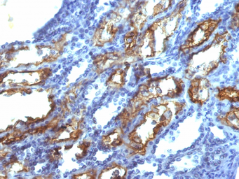 Anti-Interferon gamma antibody [IFNG/466] used in IHC (Paraffin sections) (IHC-P). GTX34794