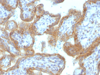 Anti-MAML2 antibody [MAML2/1302] used in IHC (Paraffin sections) (IHC-P). GTX34814