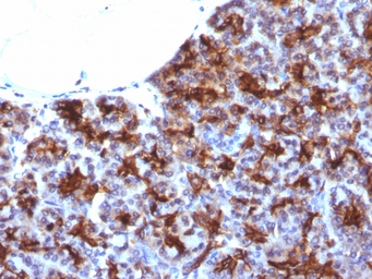 Anti-MAML3 antibody [MAML3/1303] used in IHC (Paraffin sections) (IHC-P). GTX34815