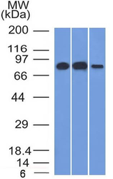 Anti-MCM7 antibody [MCM7/1466] used in Western Blot (WB). GTX34817