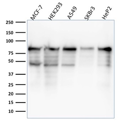 Anti-MCM7 antibody [MCM7/1468] used in Western Blot (WB). GTX34819