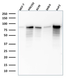 Anti-MCM7 antibody [SPM379] used in Western Blot (WB). GTX34821
