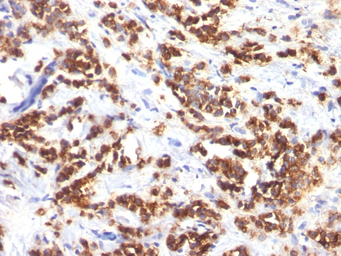 Anti-Milk Fat Globule 1 antibody [MFG-06] used in IHC (Paraffin sections) (IHC-P). GTX34839