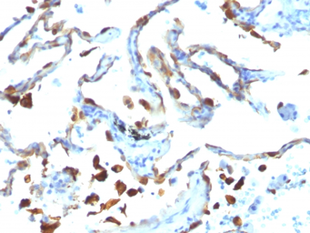 Anti-Milk Fat Globule 1 antibody [MFG-06] used in IHC (Paraffin sections) (IHC-P). GTX34839