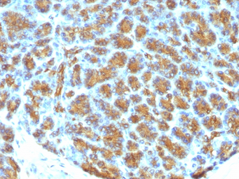 Anti-Milk Fat Globule 1 antibody [MFG-06] used in IHC (Paraffin sections) (IHC-P). GTX34839